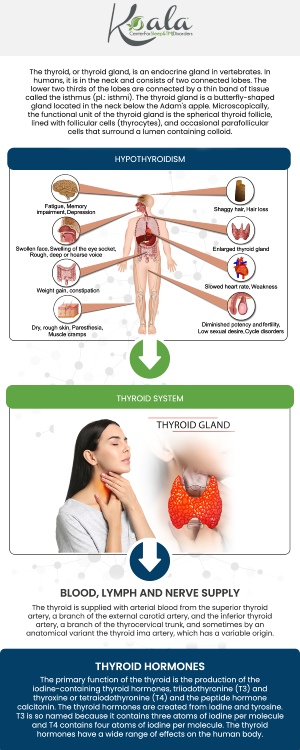 Thyroid disorders, particularly hypothyroidism, can significantly disrupt your rest and drastically increase your risk of developing obstructive sleep apnea. An underactive thyroid can cause muscle weakness in the upper airway and unexpected weight gain—two major triggers that cause your airway to collapse during the night. If you are struggling with relentless exhaustion, morning headaches, or brain fog despite taking your thyroid medication, untreated sleep apnea may be the hidden culprit. At the Koala Center for Sleep and TMJ Disorders in Peoria, IL, we offer a comfortable, CPAP-free solution to help you regain your vitality. Our custom-fitted oral appliances are designed to gently keep your airway open while you sleep. For more information, please contact us today or request an appointment online. We are conveniently located at 11825 N. State Rt 40, Ste 100, Dunlap, IL 61525.